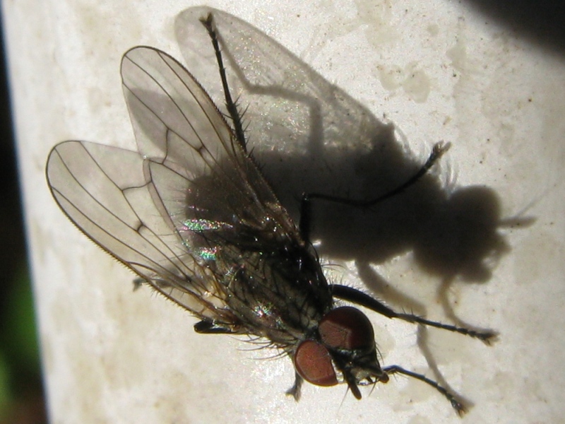 Anthomyiidae e Coenosia sp. (Muscidae).Helina evecta ?